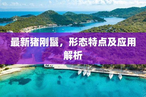 最新猪刚鬣，形态特点及应用解析