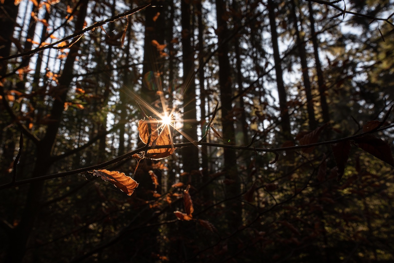 农业科技的未来之光，最新A种子亮相，引领种植革命