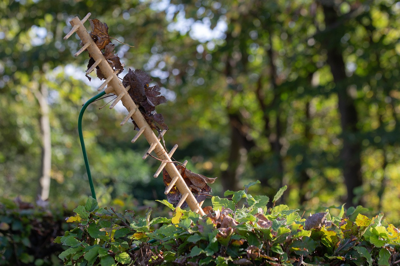 赛秋最新动态，展现时代潮流与独特魅力