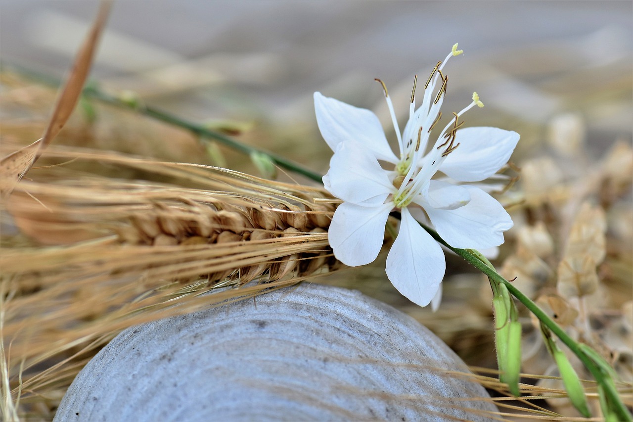 斗鱼最新动态,繁荣生态与新兴业态的交织展现
