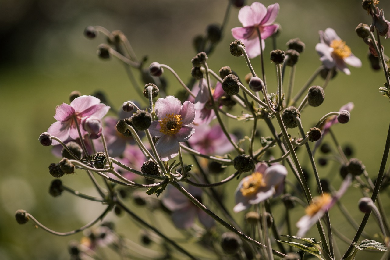 全球肺炎疫情最新动态与应对策略探讨，全球疫情状况分析更新