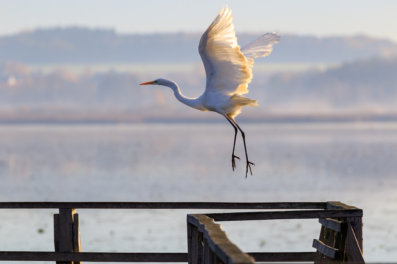 伊美开战最新动态，全球关注下的焦点影响分析