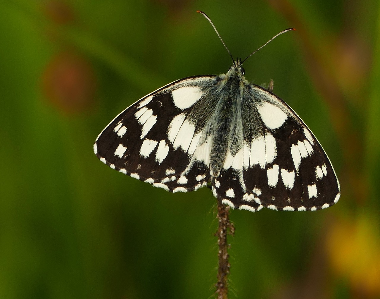 畅巡最新价格动态深度解析与全面展示