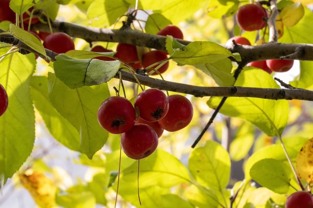 亚运年足最新动态及前景展望