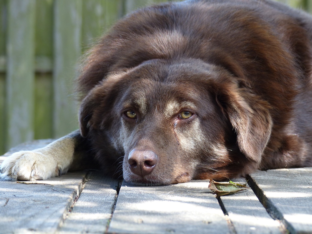 小狗最新版，技术革新与智能化生活的理想宠物伙伴