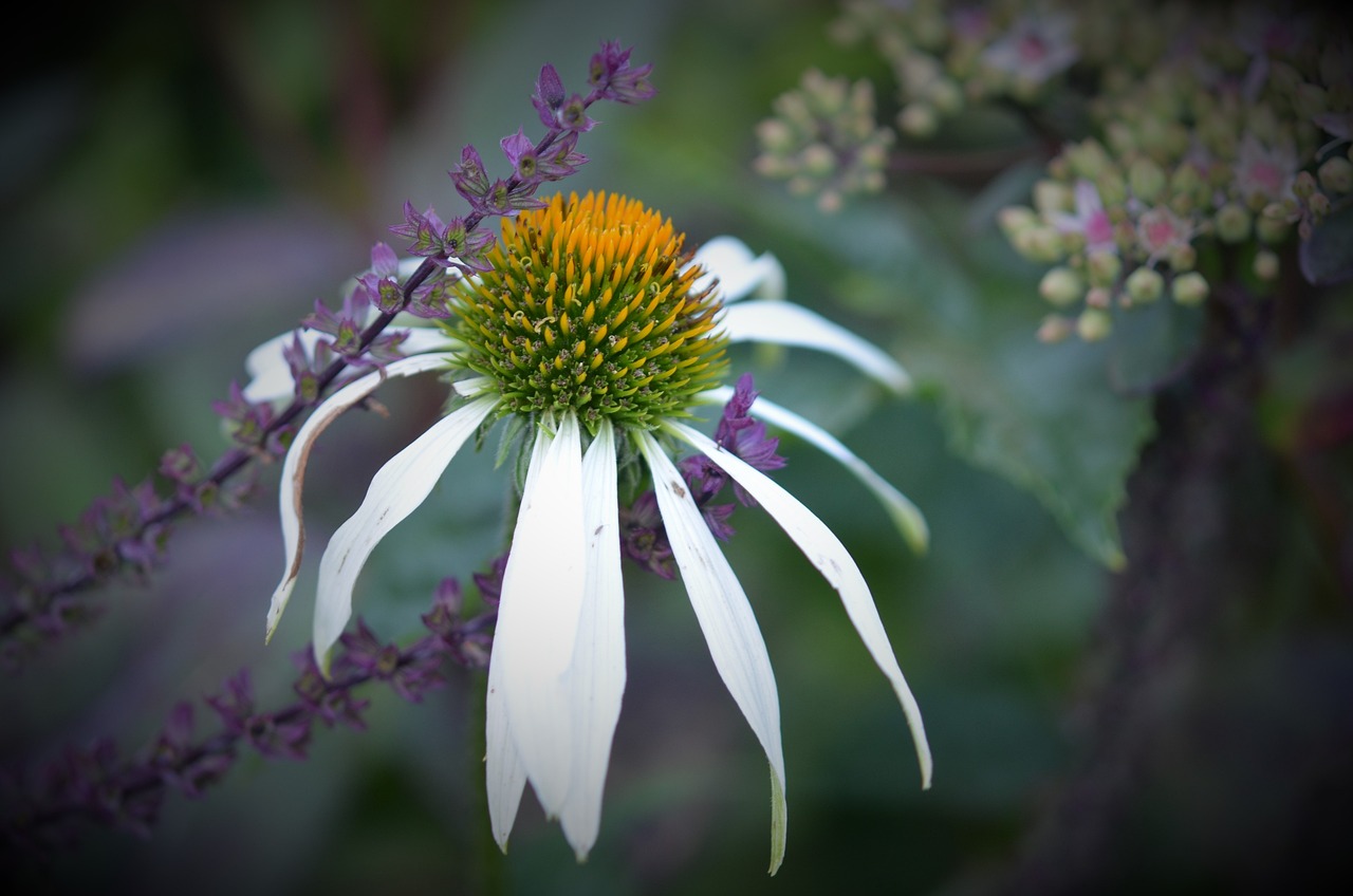 芒种最新版的探索与启示