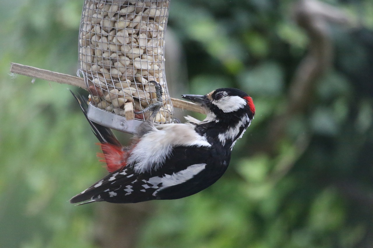 瓜吉组最新动态,揭示最新进展与深远影响