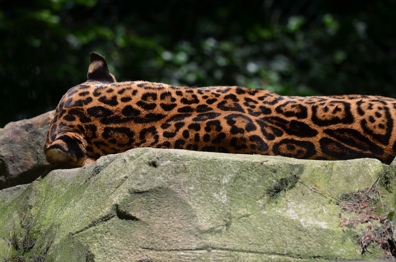 探索最新四虎首页，最新资讯与发现集结地