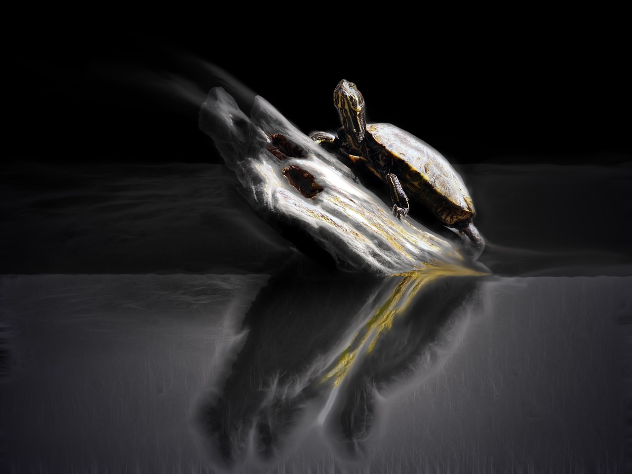 揭秘,最新蜥蜴人的神秘面纱与真相探索