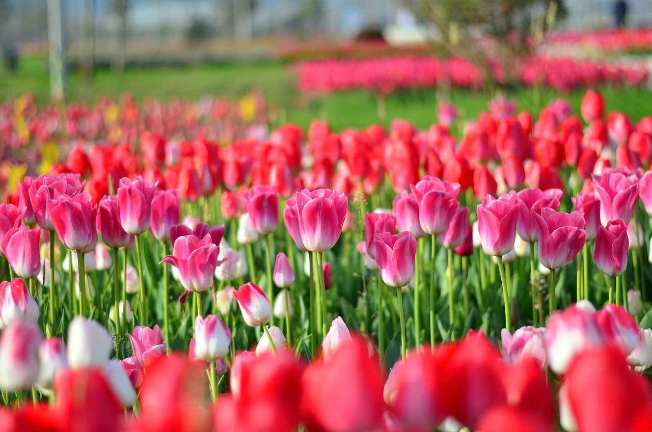 BKPP最新情侣头像,甜蜜爱情的力量展现