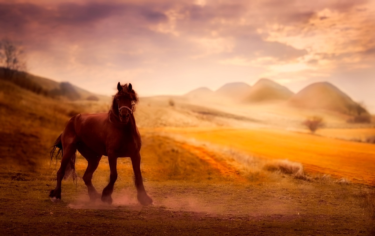 2024澳门特马今晚开奖的背景故事-美撼凡尘299.93