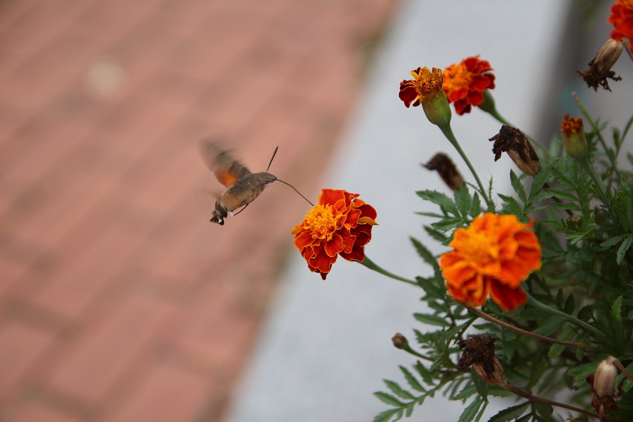 新奥彩294444cm-人面桃花256.009