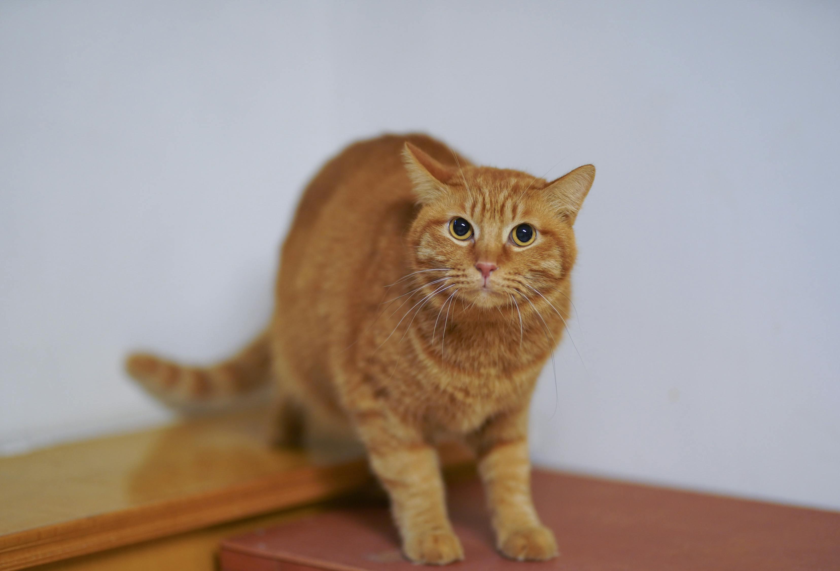 今天晚9点30开特马开,面带微笑的455.115