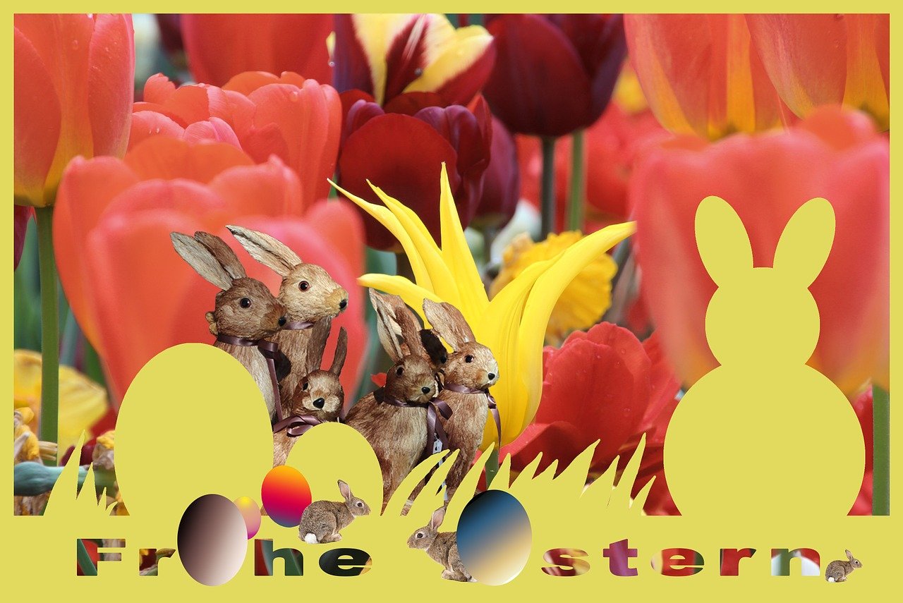 兔子可爱最新视频,萌态可掬的欢乐瞬间