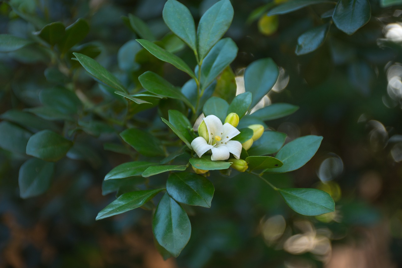 本溪最新疫情隔离措施及动态更新