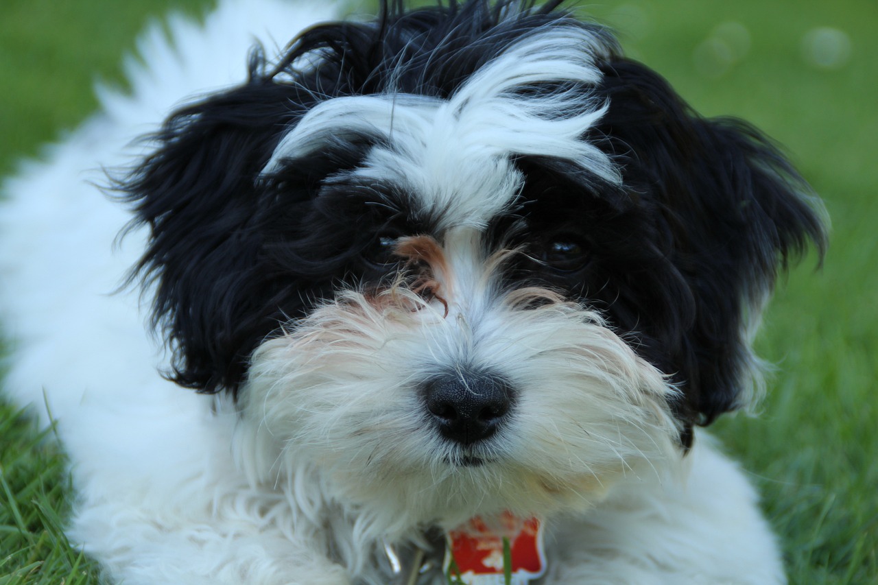 2025澳门资料大全免费：本期推荐虎、狗、牛、鸡