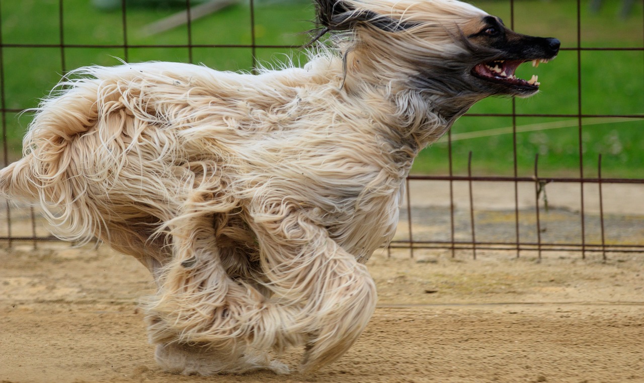 澳门特马网站www：本期推荐马、羊、猴、狗