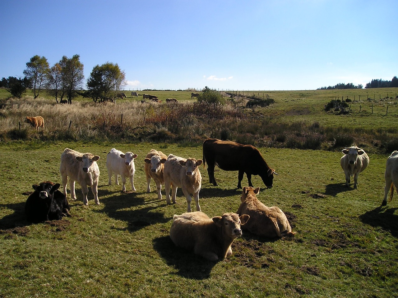 澳门管家婆100%精准：本期推荐龙、羊、鼠、牛