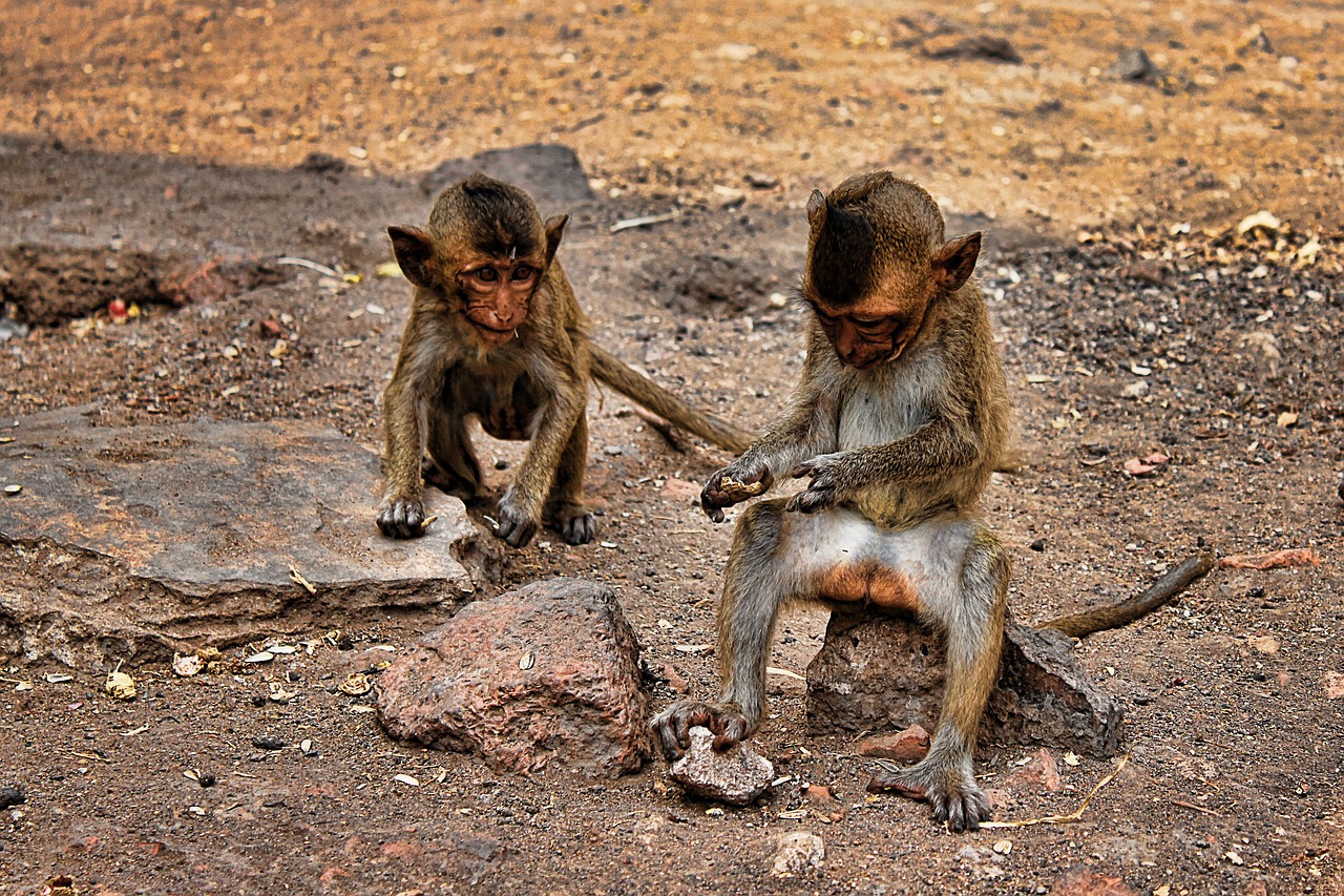 澳门一码一特一中准选今晚：本期推荐狗、龙、龙、猴