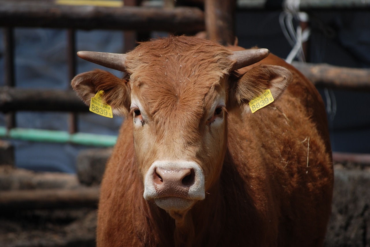 新澳门一肖一特一中:兔、牛、虎、虎中