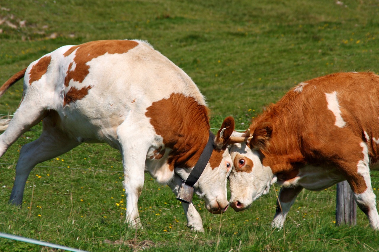 新澳2024正版资料大全:本期推荐羊、牛、狗、狗