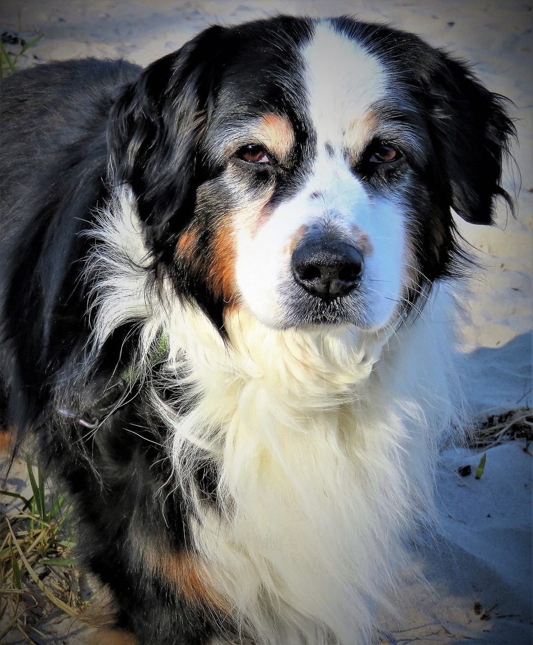 新澳龙门龙门资料大全:本期推荐狗、狗、龙、鸡