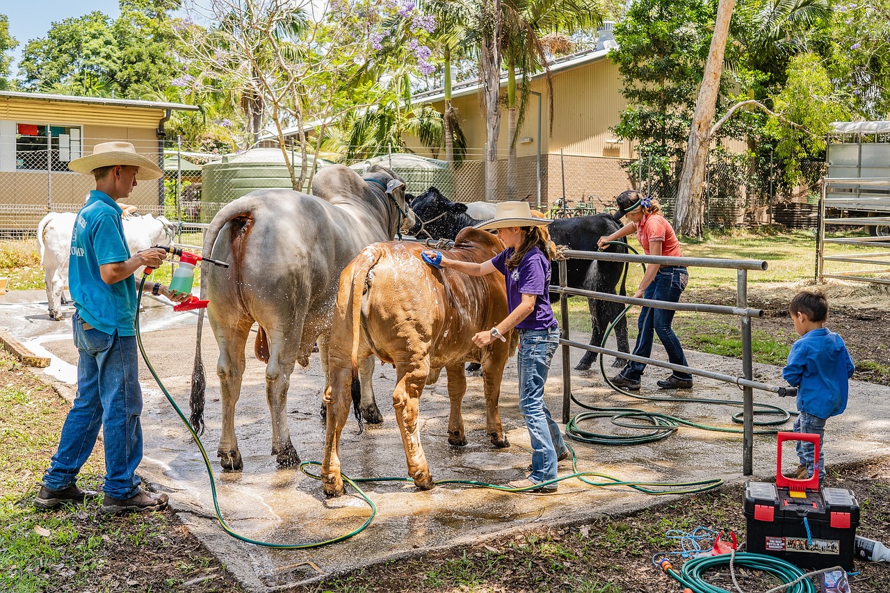 新澳2024正版资料大全:本期推荐羊、蛇、猴、牛