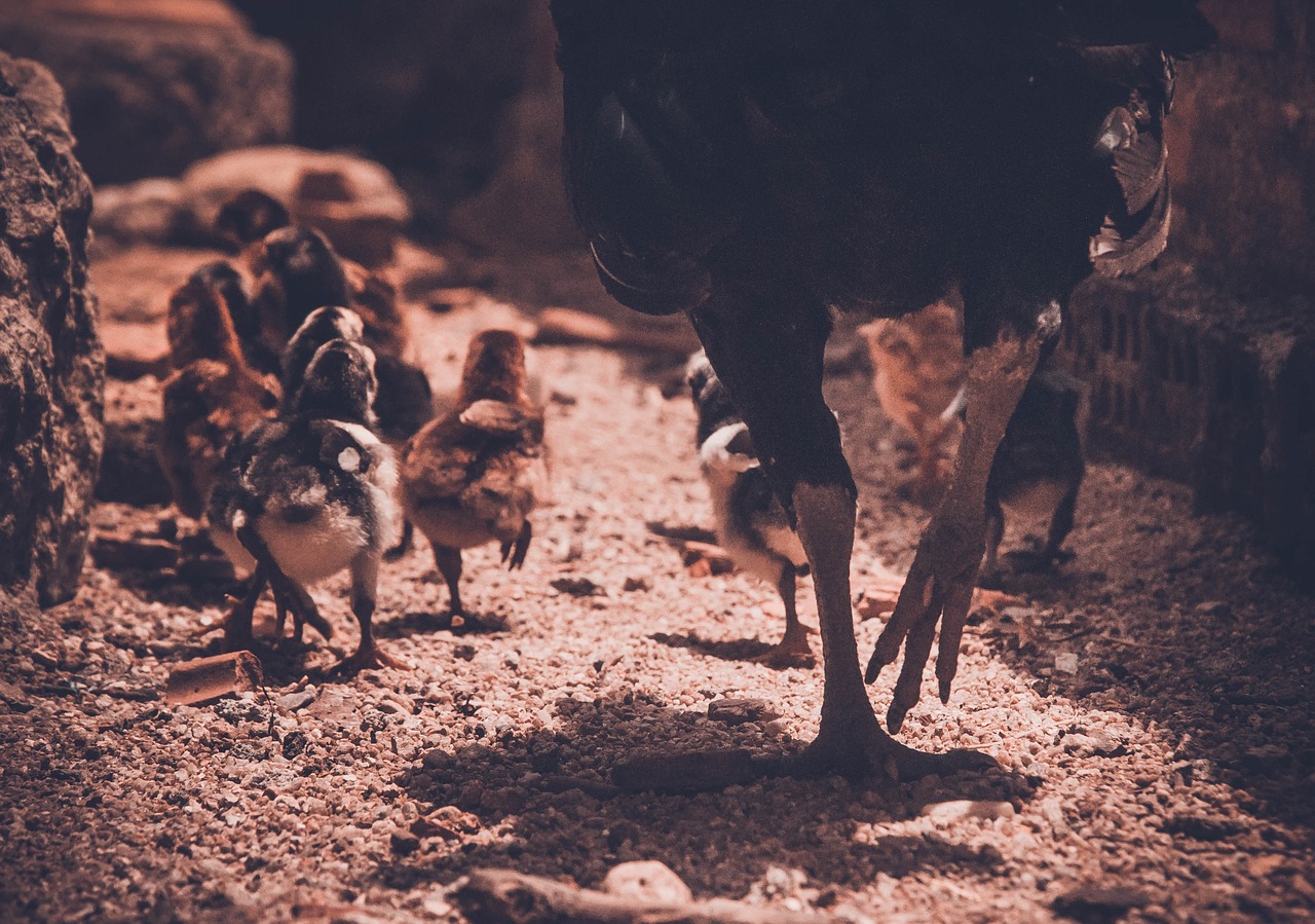 澳门管家婆100中:本期推荐鸡、猪、狗、马