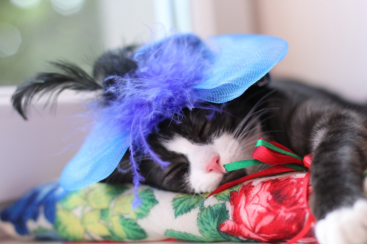 2024新澳正版资料最新更新：本期推荐龙、蛇、猪、猴