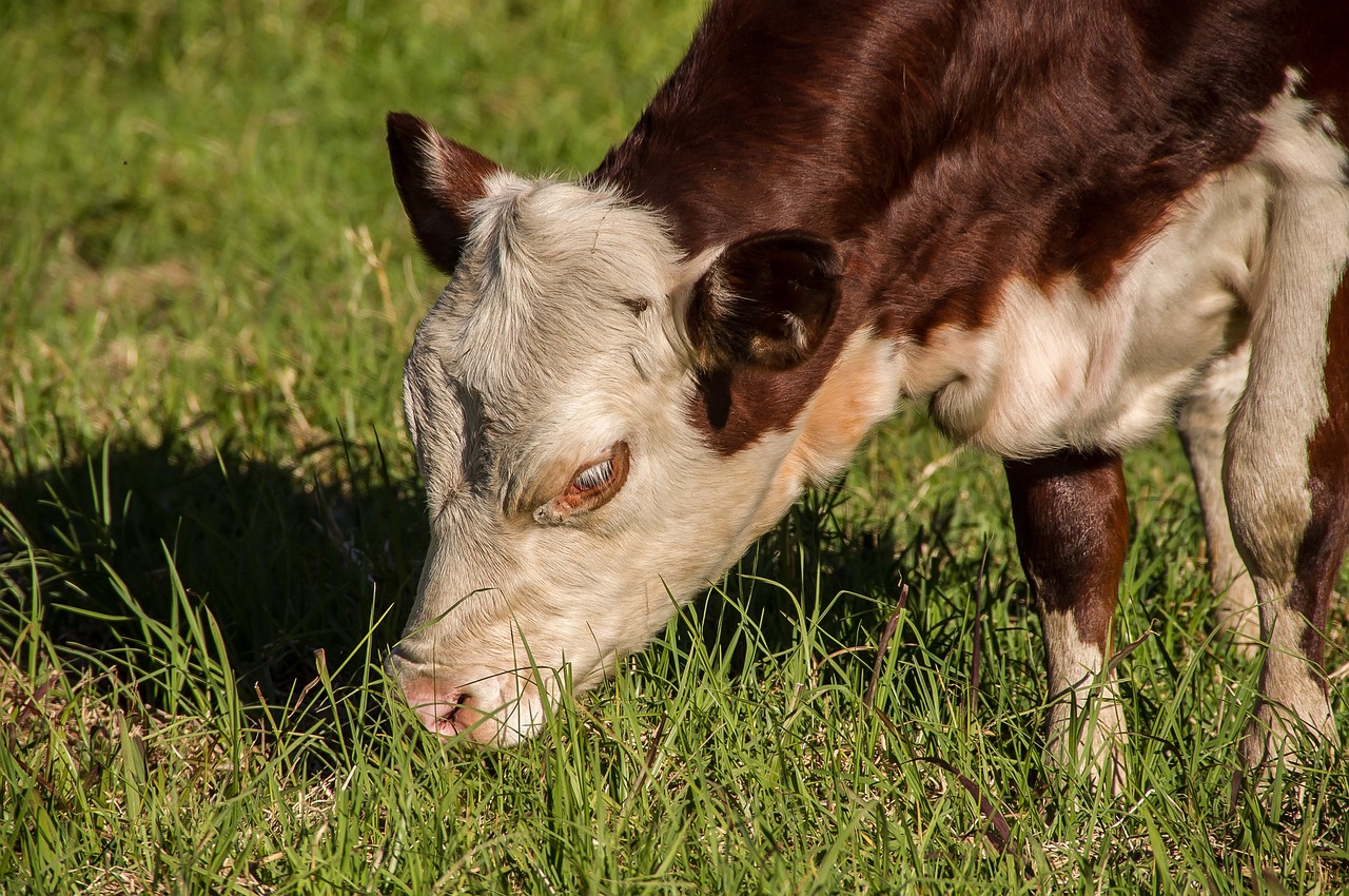 新澳今晚特马上9点30：本期推荐虎、马、牛、马