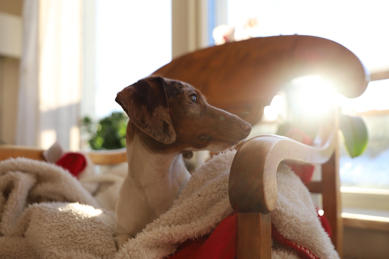 闹闹狗最新生活动态