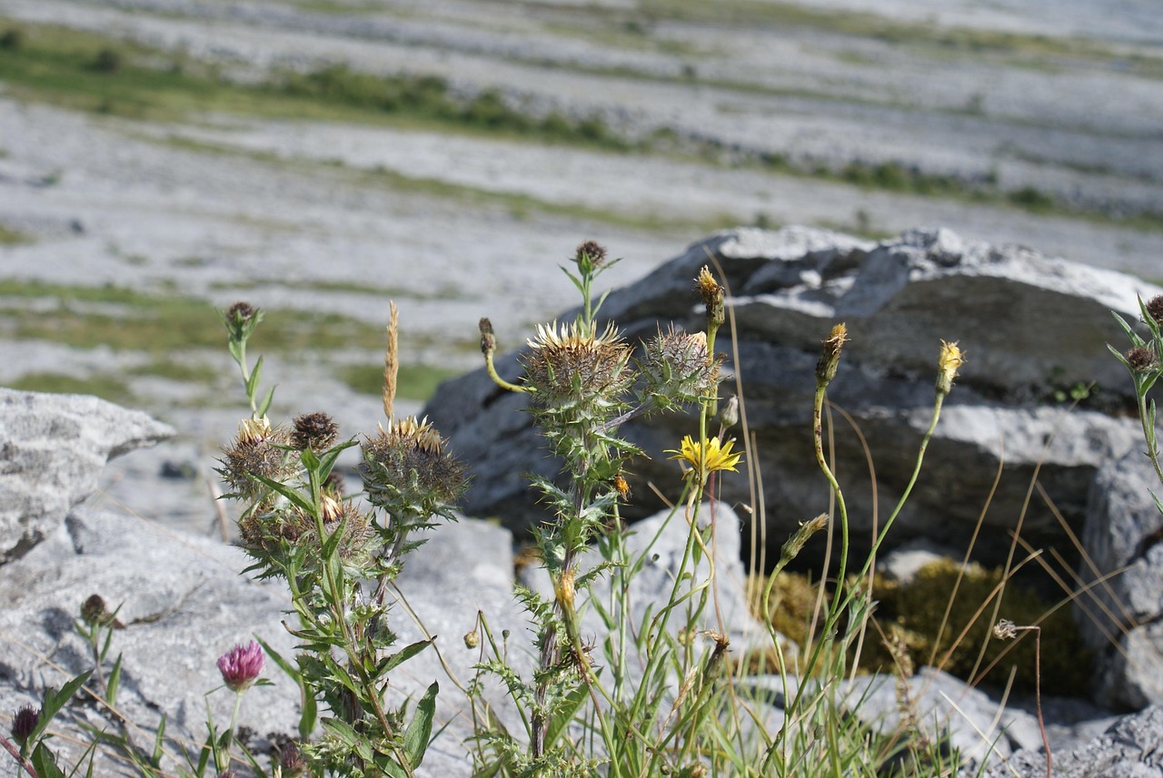 野象群最新动态观察报告,掌握最新动态,关注保护进展