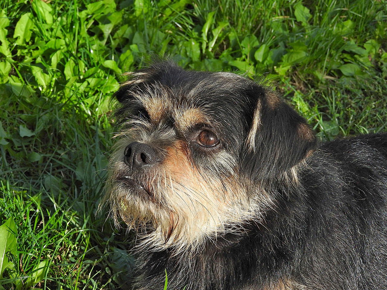 最新福利，人与犬的和谐共生，共创美好未来