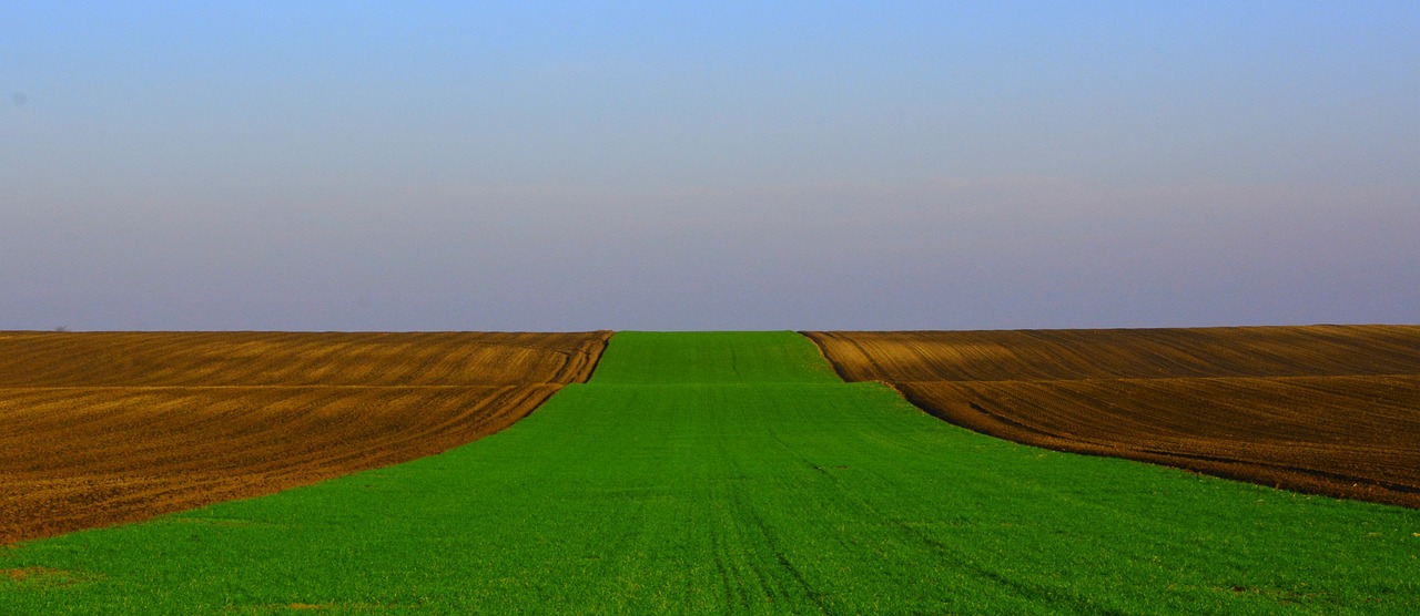 引领农业革新的绿色力量,最新哟哟种子介绍
