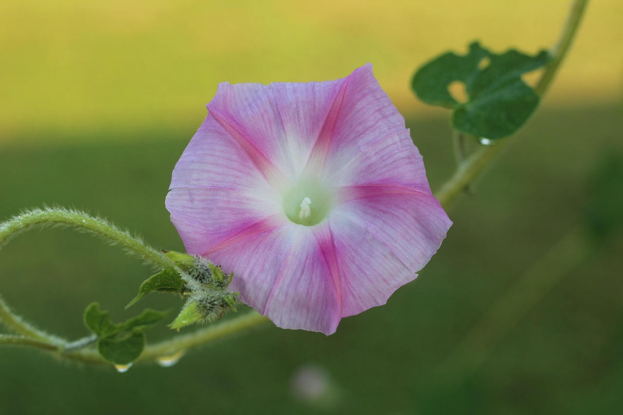 深度解析,龙腾苍穹现象与龙啸苍穹最新动态