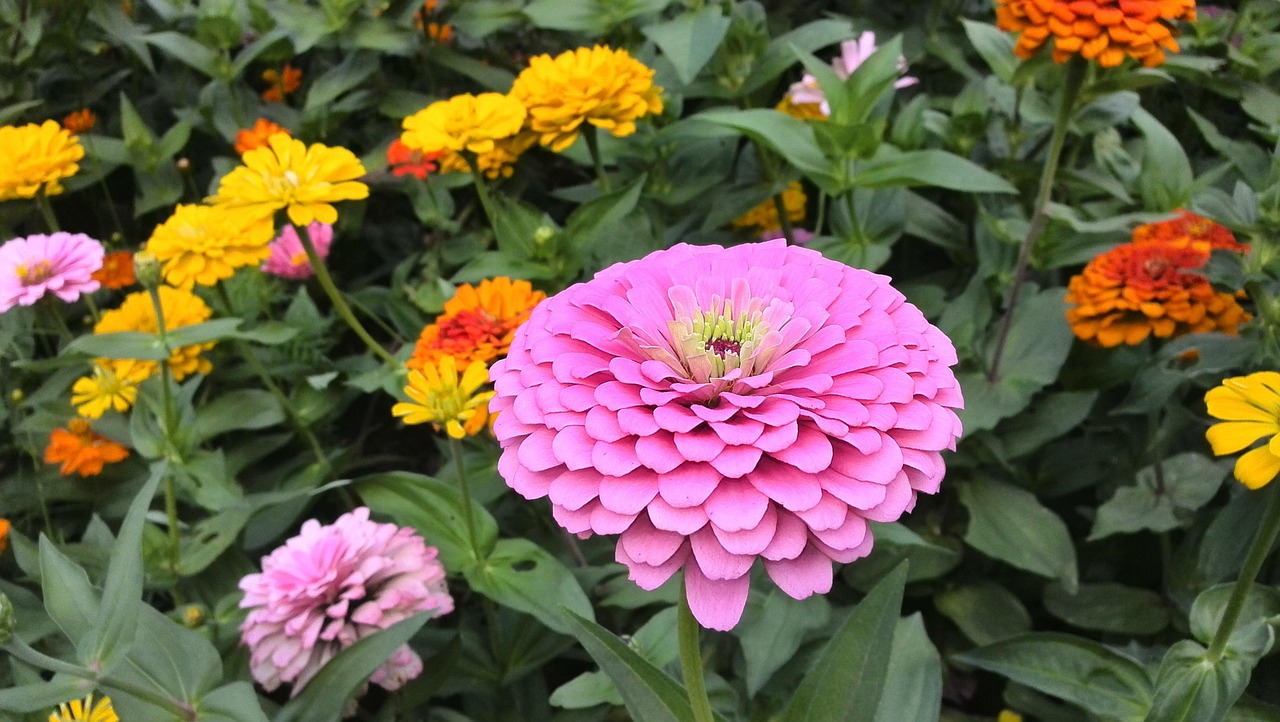 百花盛开,美丽生态与繁荣共舞,最新百花香的绽放魅力