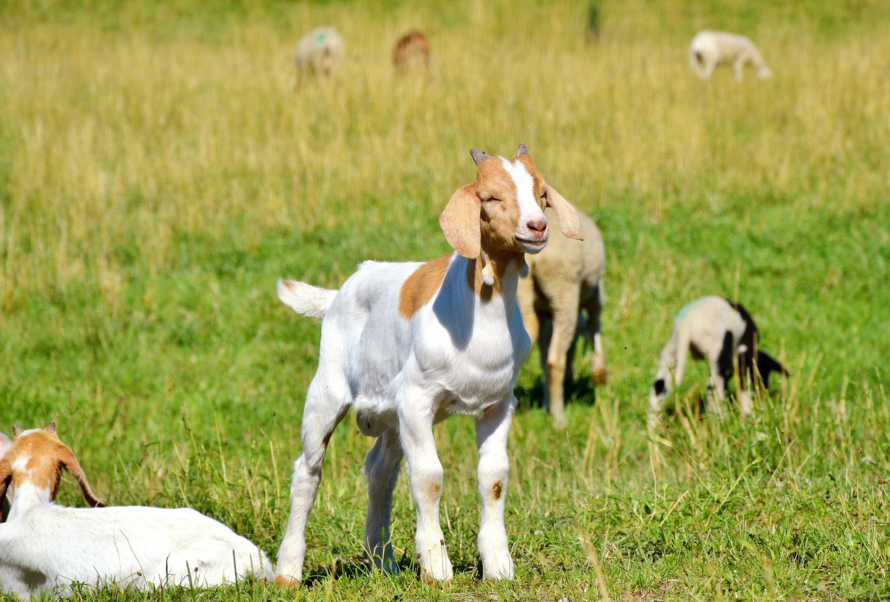 最新库达犬，深入了解与饲养指南全解析