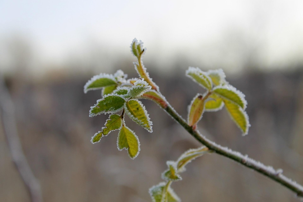 维也纳最新事件,城市新动态与文化冲击揭秘