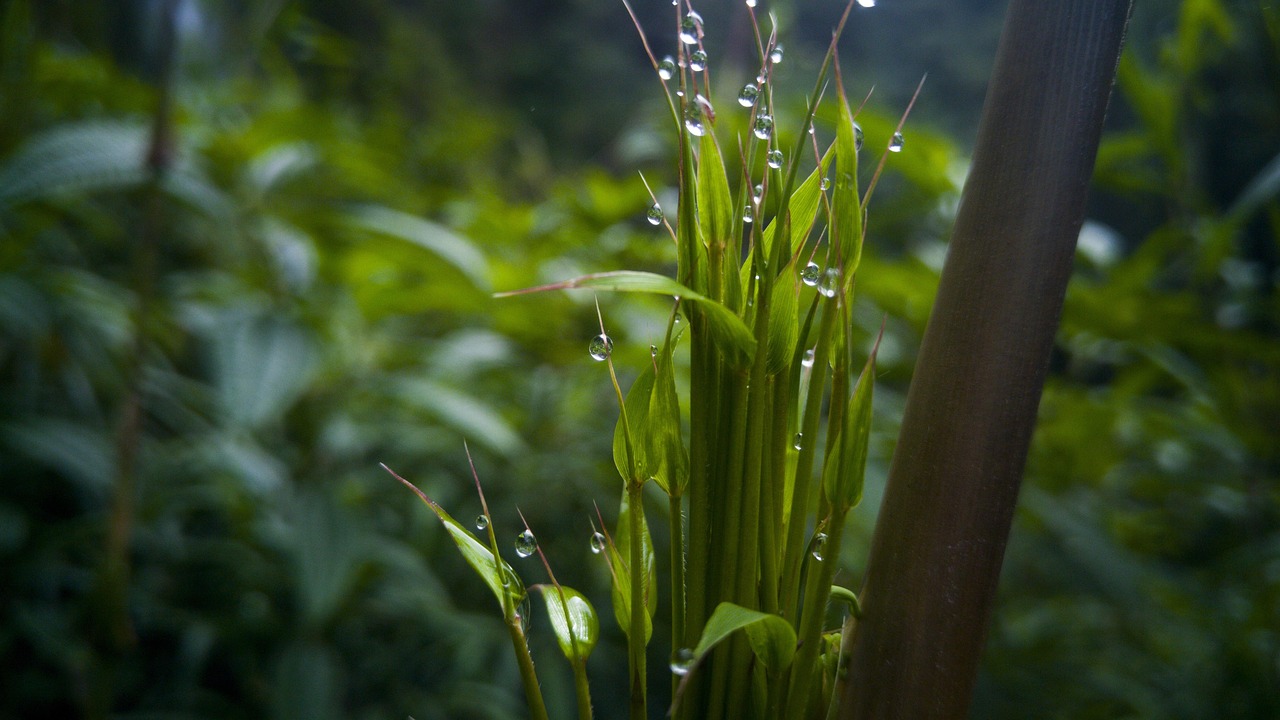 新疆男篮最新动态更新,球队最新状况揭秘