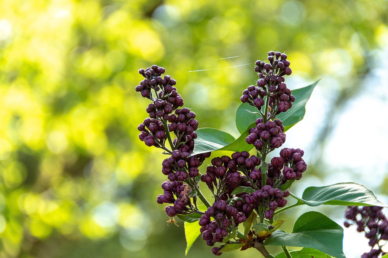 罗江区，繁荣发展的活力之源最新动态