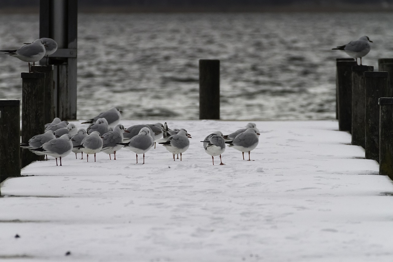 江堰市最新疫情动态及应对策略，防疫措施与公众应对指南