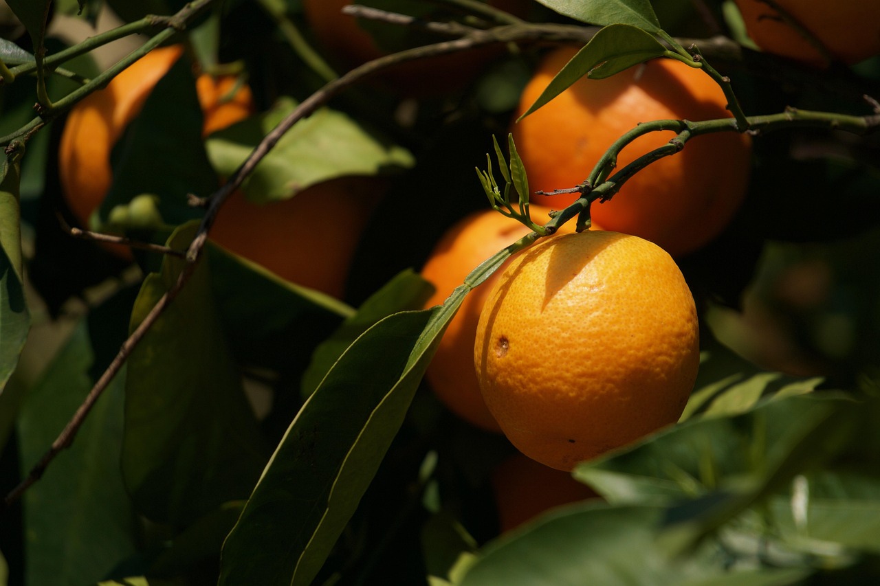 橘子上市时间的奥秘及其影响