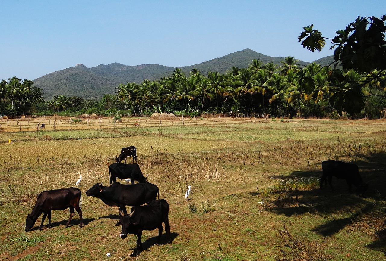 口口农场下载新版,开启现代农业探索新篇章