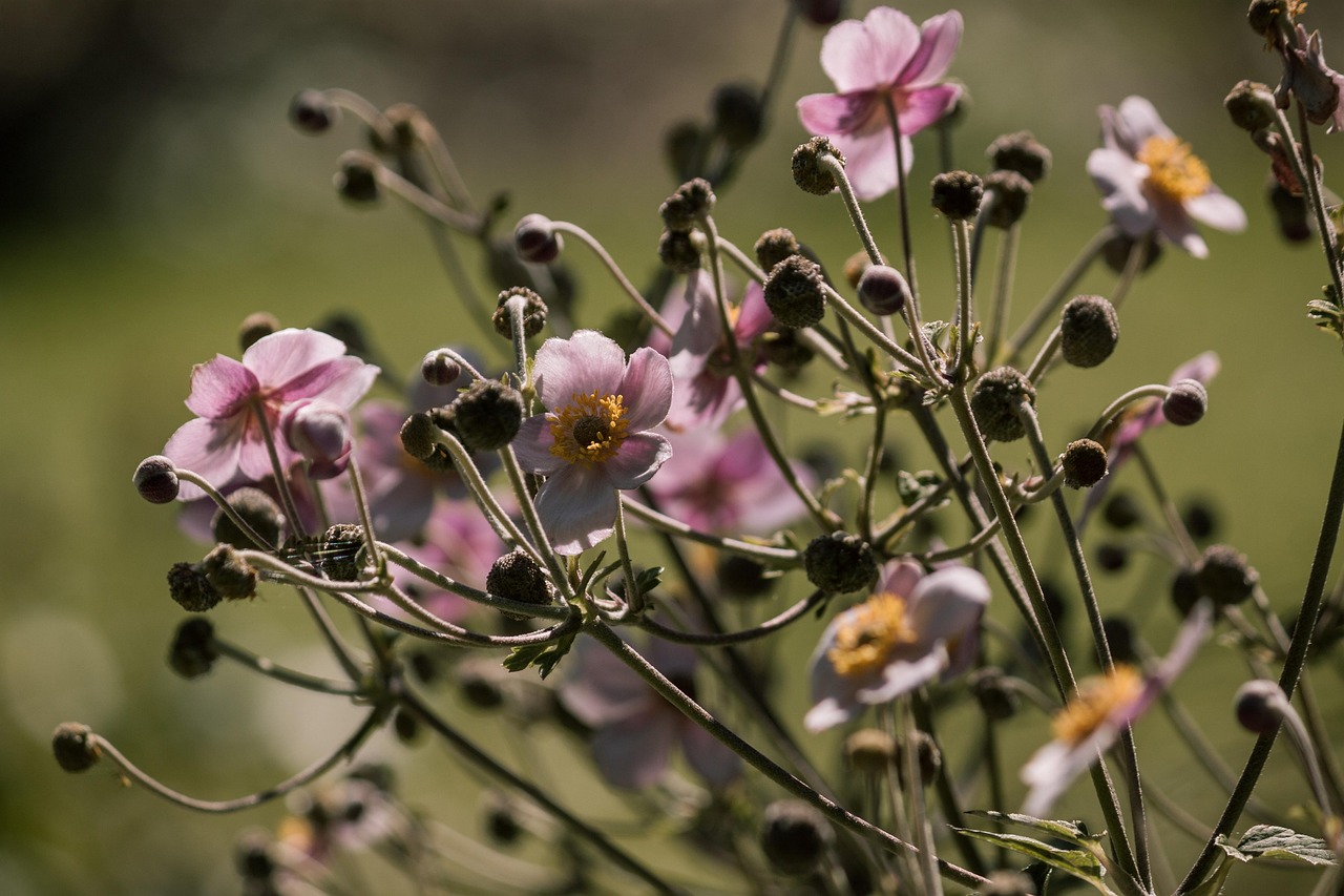 全球肺炎疫情最新动态与应对策略探讨，全球疫情状况分析更新