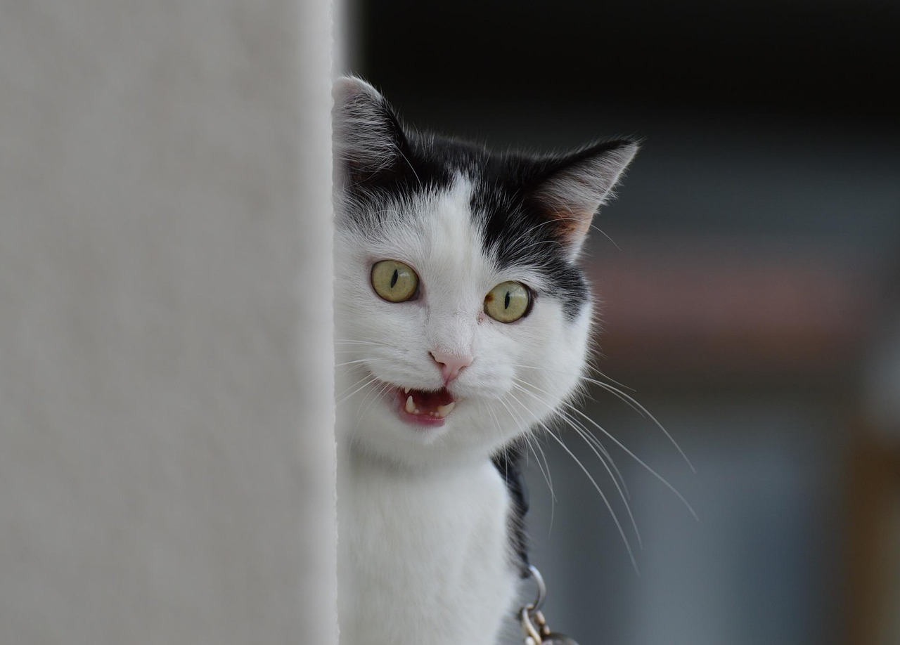 边伯贤与动漫世界的梦幻交融