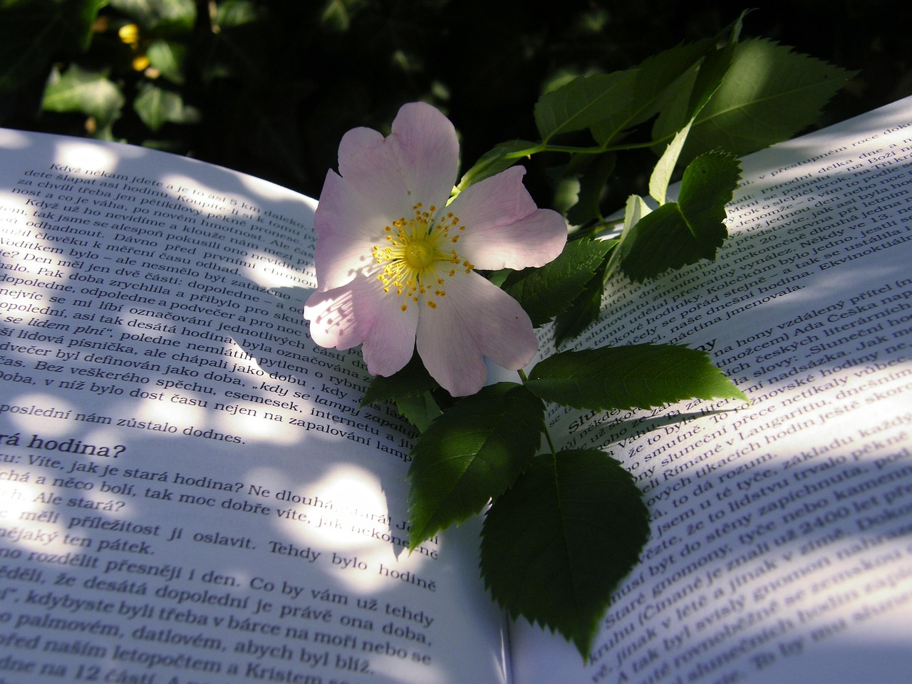 电影蜜桃成熟时在线观看，青春成长之甜蜜果实探索