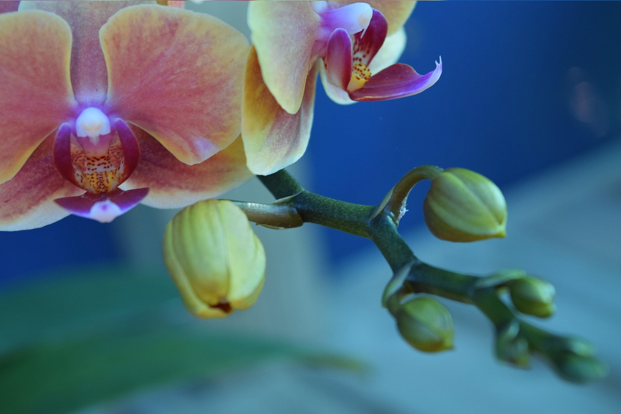 今日鬼兰花价格走势及影响因素深度解析