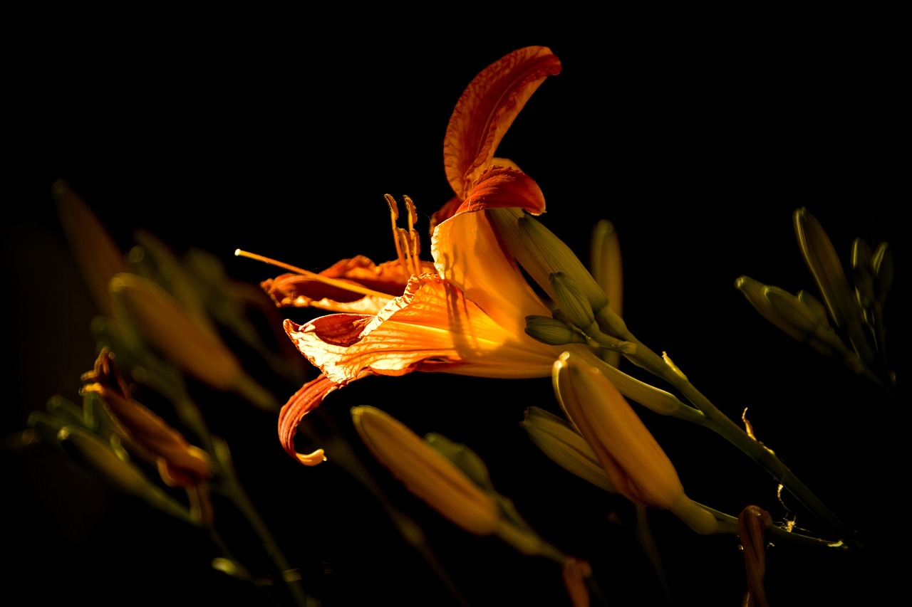 今日国产动漫，璀璨之花的绽放