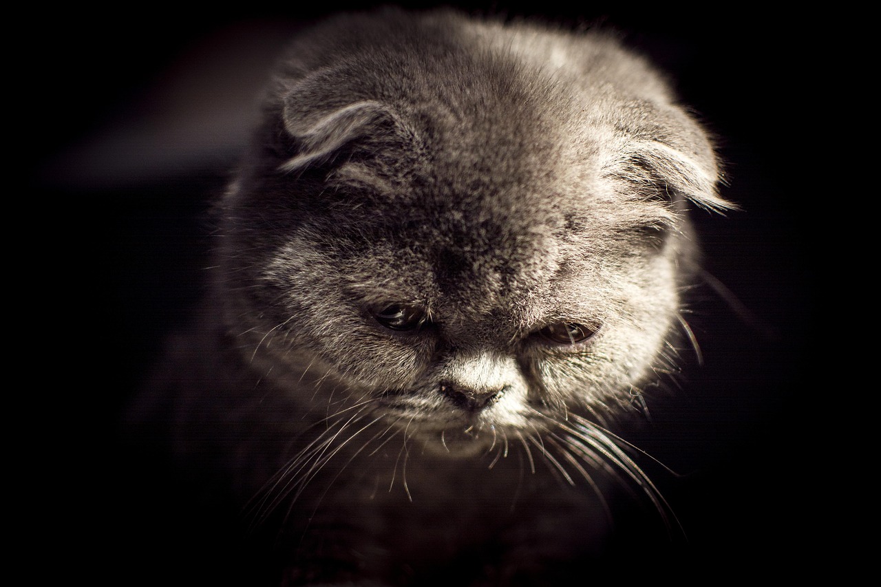 四月快猫电影,探索光影世界的魅力