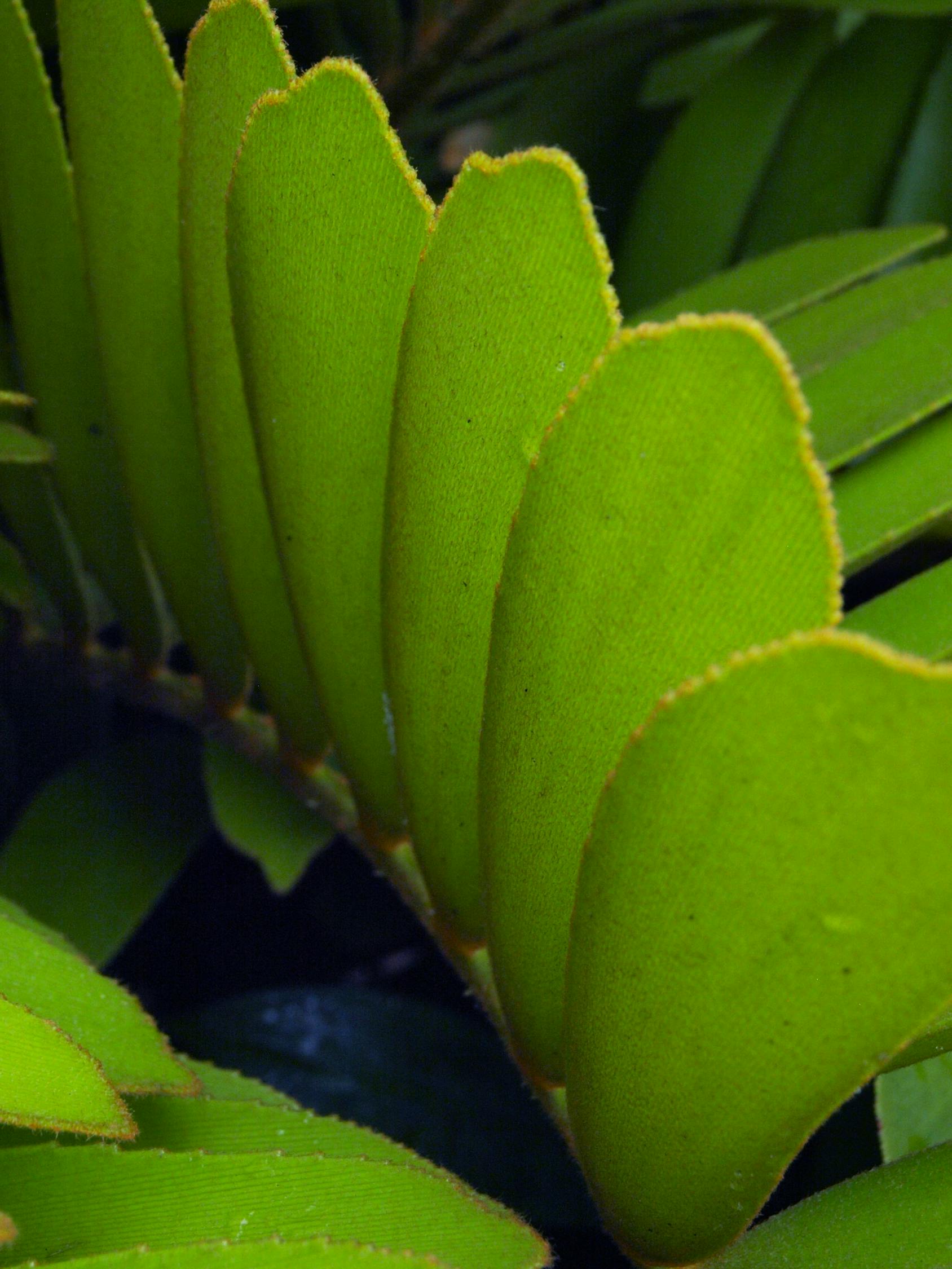 探索自然之美与生态和谐，最新群竹鸡视频欣赏